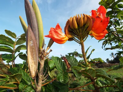 Коллекции растений ЦСБС СО РАН - Spathodea campanulata P.Beauv. – Спатодея  колокольчатая