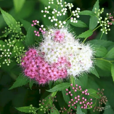 Спирея японская Генпей (Широбана) (Spiraea japonica Genpei (Shirobana)) -  описание сорта, фото, саженцы, посадка, особенности ухода. Дачная  энциклопедия.