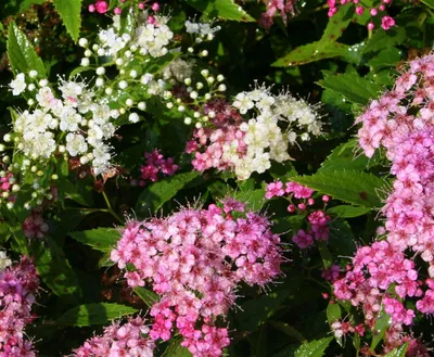 Спирея японская Генпей ( Широбана )Spirea japonica Genpei ( Shirobana) |  Питомник Тайга