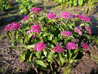 Спирея японская Криспа Spiraea japonica Crispa - купить декоративные и  хвойные растения с доставкой по Украине в магазине Добродар