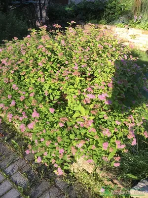 Спирея японская Голден Принцесс (Spiraea japonica Golden Princess)