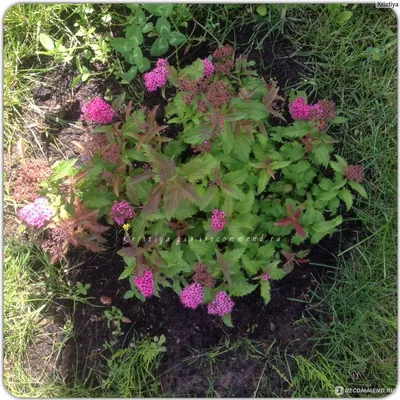 Спирея японская Криспа (Spiraea japonica Crispa) - «Спирея японская Криспа  особенно подойдёт дачникам \"выходного дня\" т.к совершенно не требовательна  к уходу, поливу и плодородию почвы. » | отзывы