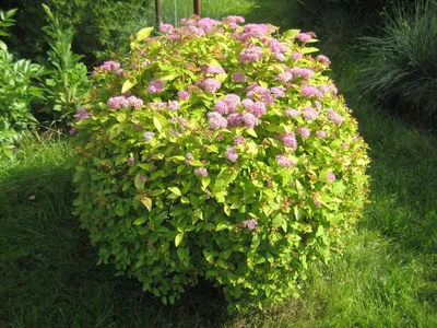 Спирея японская Голден Принцесс саженцы (Spirea japonica 'Golden Princess')  15-20 см, горшок 0,5 л купить за 130 руб. в Новосибирске от компании ИП  \"Кирсанов Сергей Сергеевич\"