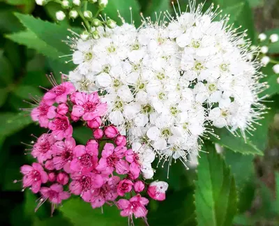 Спирея японская Широбана или Генпей (Spirea japonica Genpei or Shirobana,  05 литра),art sp3