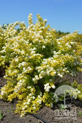 Спирея Вангутта (Spiraea vanhouttei) – Питомник растений СЕЗОНЫ