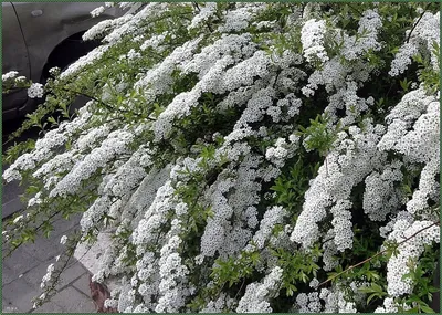 Спирея Вангутта (Spiraea Vanhouttei)