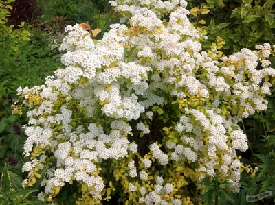 Спирея Вангутта Голд Фонтан (Gold Fountain) (Spiraea vanhouttei «Gold  Fountain») - описание сорта, фото, саженцы, посадка, особенности ухода.  Дачная энциклопедия.