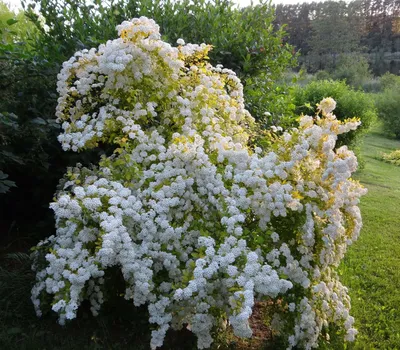 Спирея Вангутта «Голд Фонтэйн» – Erica Garden