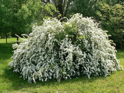 Спирея Вангутта Spiraea vanhoutte С18 от компании Эко Сад купить в городе  Восточный (Северский район)