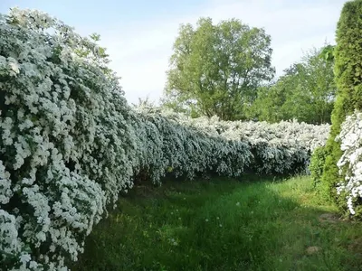 8 лучших растений для пейзажных изгородей. Растения для живых изгородей.  Описание, фото — Страница 5 из 8 — Ботаничка