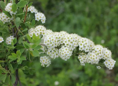 Spiraea crenata - Изображение особи - Плантариум