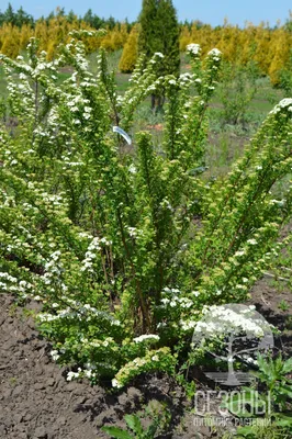 Спирея ниппонская Джун Брайд (Spiraea nipponica June Bride) – Питомник  растений СЕЗОНЫ