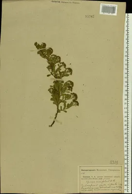 MW0383367, Spiraea crenata (Спирея городчатая, Таволга городчатая), specimen