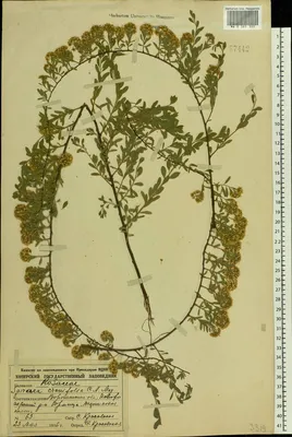 MW0383300, Spiraea crenata (Спирея городчатая, Таволга городчатая), specimen