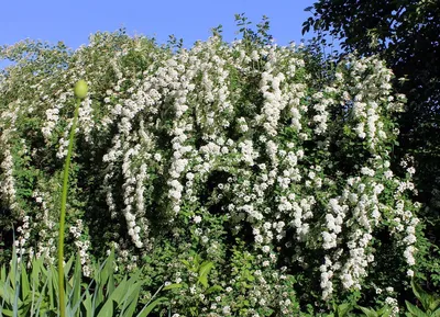 Спирея ниппонская June Bride (Spiraea nipponica)