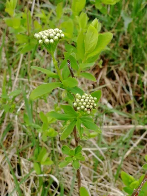 Спирея городчатая (Растения Тюменского района и Тюмени. Часть 2.) ·  iNaturalist