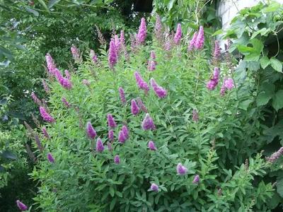 Спирея Спирея Дугласа (Spiraea douglasii) 40-60 см 2/3 вет. А купить по  цене 267 руб. | Доставка Смоленск, Москва, СпБ