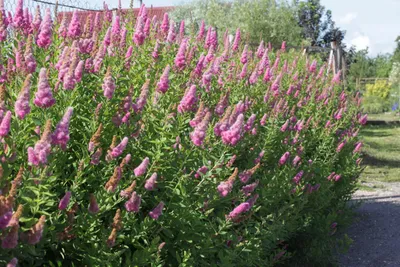 Спирея Дугласа (Spiraea douglasii) - Северная Флора