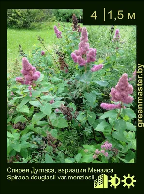 Спирея, Spiraea, Спирея серая, Спирея острозазубренная, спирея  березолистная, спирея густоцветковая, спирея Дугласа (вариация Мензиса),  спирея трехлопастная