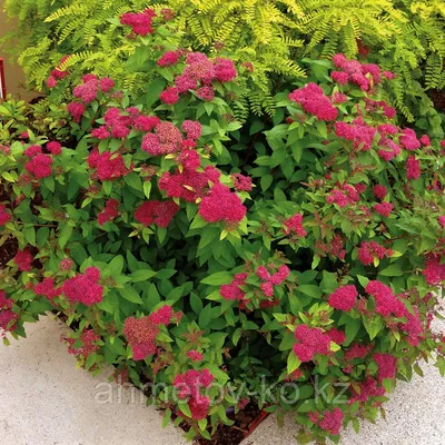 Спирея японская С3 (горшок - 3 литра) 40-60 см Фробели (Spiraea japonica  'Froebelii') (id 106083187)