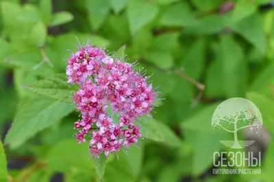 Спирея японская Фробели (Spiraea japonica Froebelii) – Питомник растений  СЕЗОНЫ