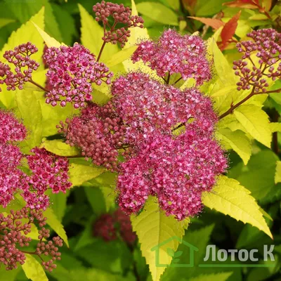 Спирея японская 'Goldflame' (Spiraea japonica 'Goldflame')