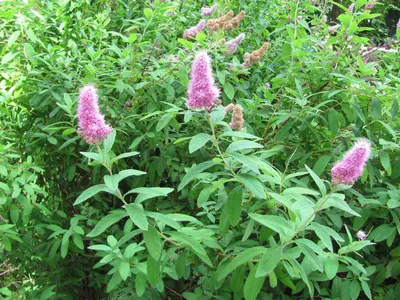 Спирея иволистная(Spiraea salicifolia)