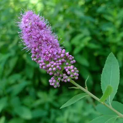 Спирея Дугласа(Spiraea douglasii)