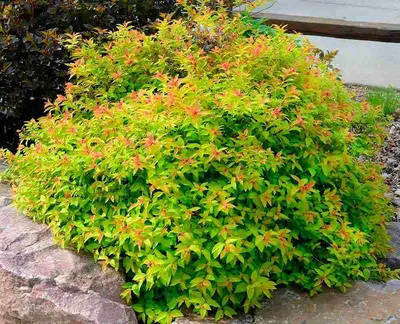 Спирея японская Голдфрейм (Spiraea japonica Goldflame, 0,5 литра),art sp4