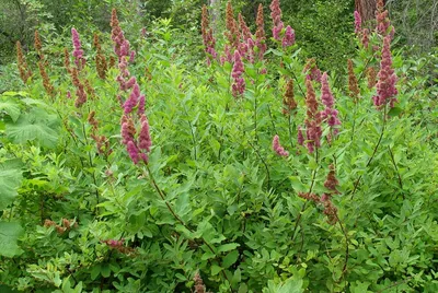 Спирея Дугласа ф. Мензиса (Spiraea Douglasii var.Menziesii) | Питомник  растений Сосны