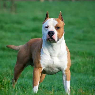 Порода собак стаффордширский терьер (44 лучших фото)