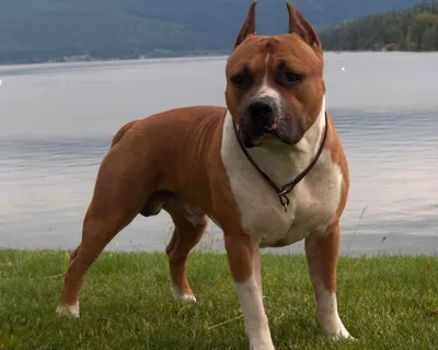 Американский стаффордширский терьер (American Staffordshire Terrier) - это  храбрая, верная и доминирующая порода собак. Фото, отзывы и описание.