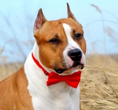 Характеристика породы собак Стаффордширский терьер с фото - Рамблер/новости