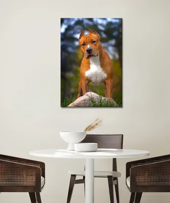 Картина - Американский стаффордширский Терьер, амстафф терьер, собака терьер,  порода стафф терьер (6) 50х70 - купить по низкой цене в интернет-магазине  OZON