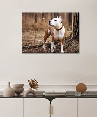 Картина - Американский стаффордширский Терьер, амстафф терьер, собака терьер,  порода стафф терьер (10) 60х80 — купить в интернет-магазине по низкой цене  на Яндекс Маркете