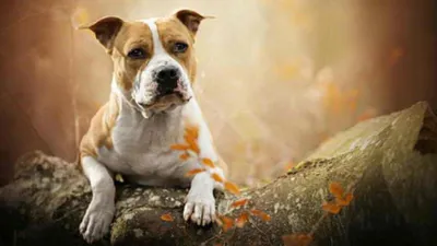 Порода собак стаффордширский терьер и ее характеристики с фото