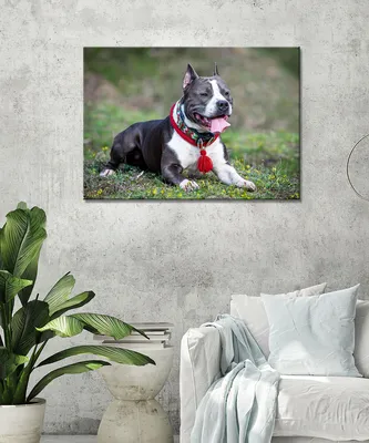 Картина - Американский стаффордширский Терьер, амстафф терьер, собака  терьер, порода стафф терьер (1) 50х70 — купить в интернет-магазине по  низкой цене на Яндекс Маркете