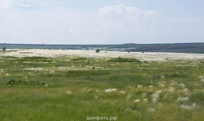 Красивые картинки и фото ковыль в Донской степи *** Steppe photo-don.