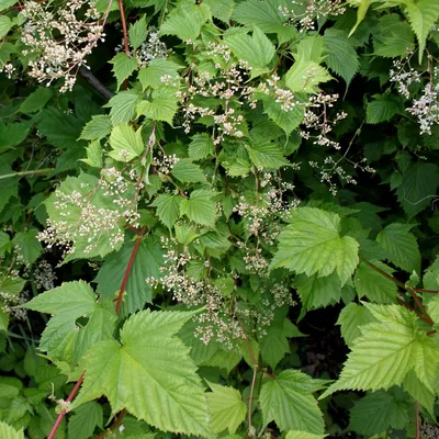 Стефанандра Танаки с доставкой! 🌱 [Р708500]