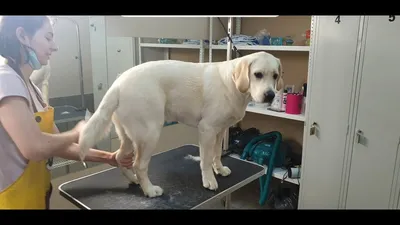 Labrador and grooming short - YouTube