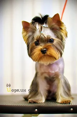 стрижки йорков под щенка - Поиск в Google | Yorkie dogs, Yorkie puppy  haircuts, Yorkie terrier