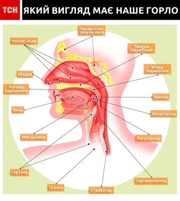 Строение горла человека с описанием фото