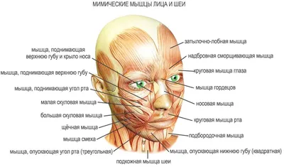 Строение горла человека с описанием фото