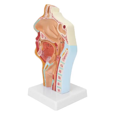 Анатомическая модель горло с носовой полостью рта человека для преподавания  науки в классе Презентационный дисплей купить недорого — выгодные цены,  бесплатная доставка, реальные отзывы с фото — Joom