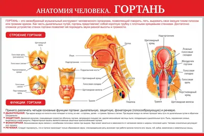 Анатомия человека: гортань (арт. МЕД-07) стенд медицинского кабинета купить  в интернет магазине с доставкой