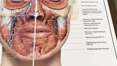 Анатомия лица человека: мышцы, кровеносная и нервная системы (плакат) ᐈ  купить по низкой цене в интернет-магазине VSALON24