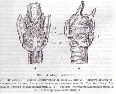 10.1.4. Строение и функции гортани