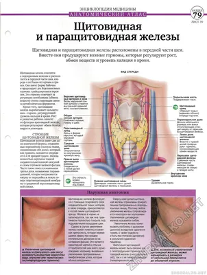 ЭНЦИКЛОПЕДИЯ МЕДИЦИНЫ * АНАТОМИЧЕСКИМ АТЛАС * Щитовидная и паращитовидная  железы * ЛИСТ 39 * ВИД СПЕРЕДИ - Тело человека №34, страница 15