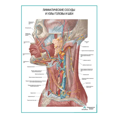 Лимфатические узлы и сосуды головы и шеи (анатомия человека) плакат  глянцевый А1+, плотная фотобумага от 200г/м2 — купить в интернет-магазине  OZON с быстрой доставкой