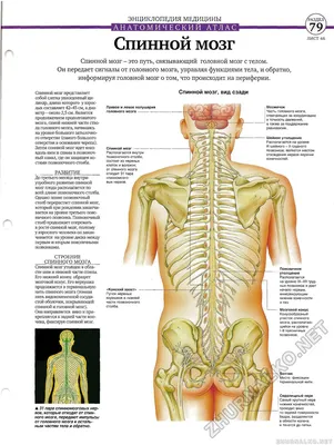 ЭНЦИКЛОПЕДИЯ МЕДИЦИНЫ * АНАТОМИЧЕСКИМ АТЛАС * Спинной мозг * ЛИСТ 46 - Тело  человека №37, страница 13